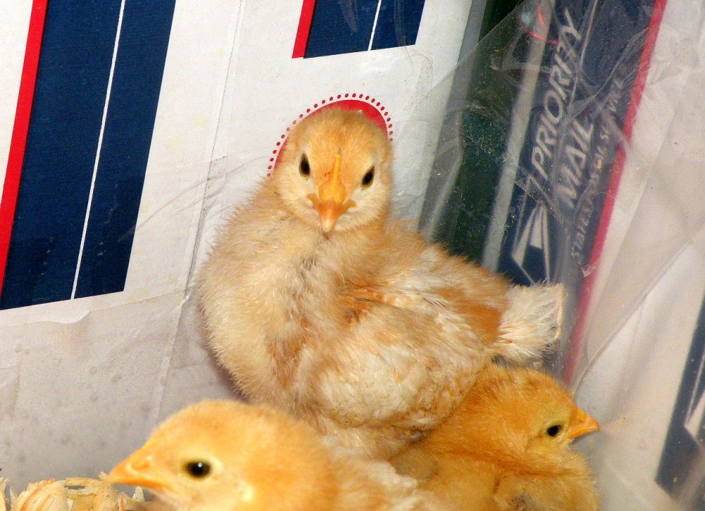 Male vs female chicks BackYard Chickens Learn How to Raise Chickens